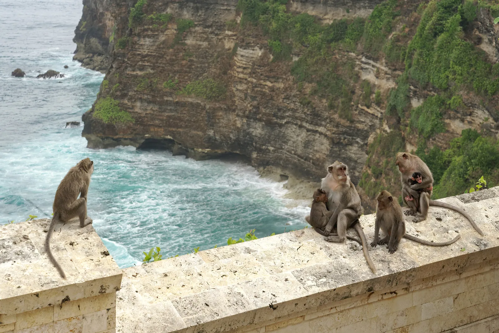Long-tailed macaques sitting on a temple wall above the limestone cliffs of the Bukit peninsula at Uluwatu