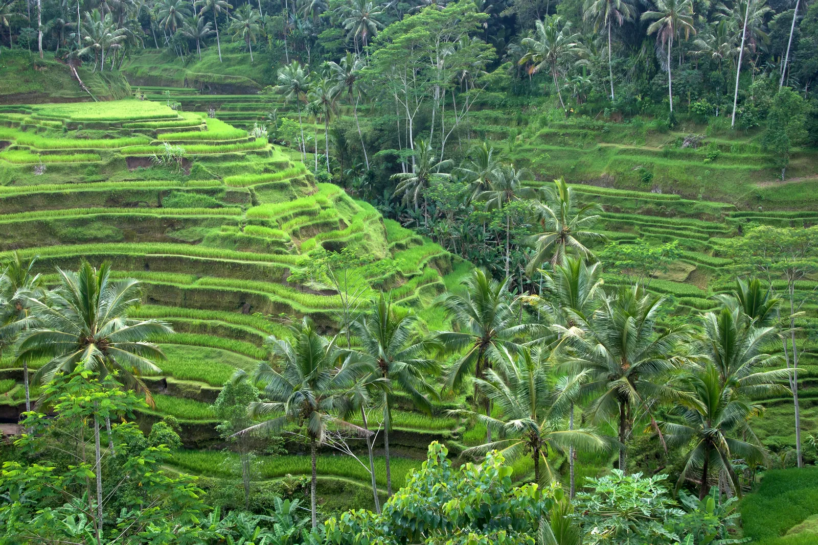 Green terraced valley with coconut palms inland near Ubud, the wetter and cooler part of Bali